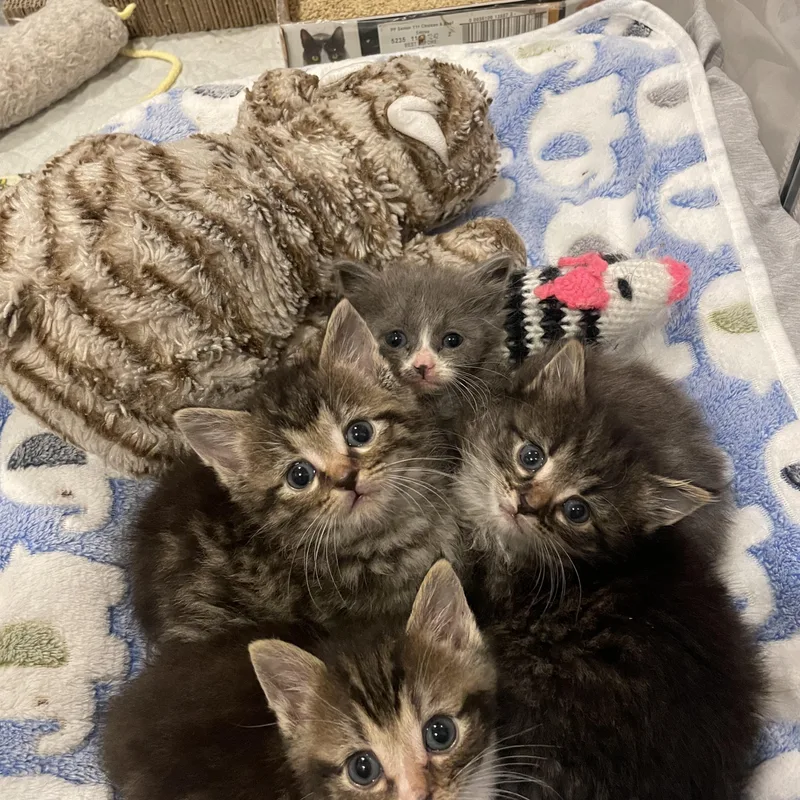 Thaddeus thumbnail 6