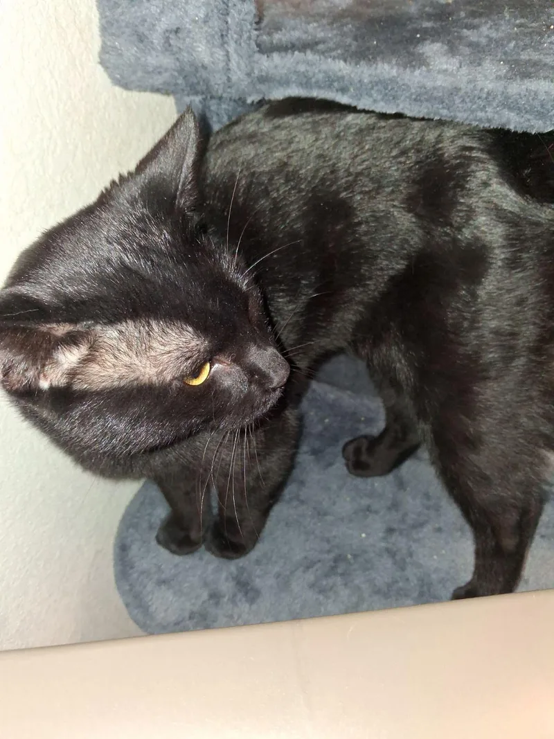 A young medium-sized male Black Domestic Short Hair cat named Maxx for adoption in Wahpeton, ND