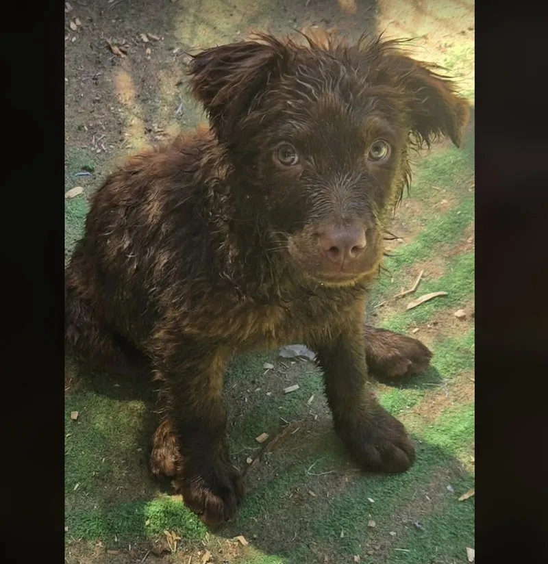 A baby medium-sized female Brown / Chocolate Labrador Retriever dog named Luvs for adoption in Uxbridge, MA