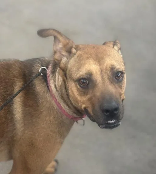 A young large-sized female Mixed Breed dog named River for adoption in Dallas, TX