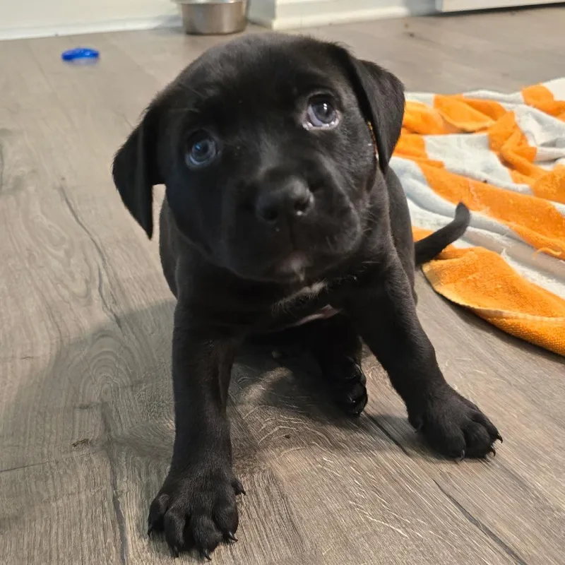 A baby small-sized female Black Mixed Breed dog named Swish for adoption in Glenfield, NY