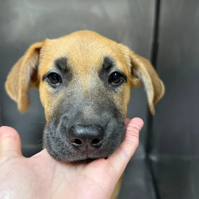 A baby small-sized female Retriever dog named Lyra for adoption in Birmingham, AL