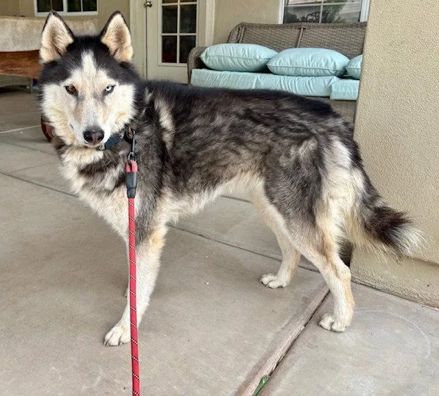 A senior medium-sized female Husky dog named Molly for adoption in Chandler, AZ