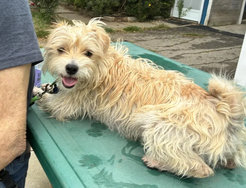 A young small-sized male Apricot / Beige Wirehaired Terrier dog named Cosmo for adoption in Davis, CA