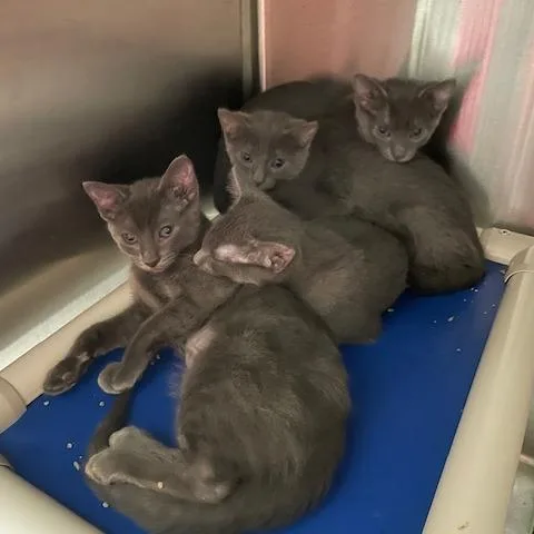 A baby small-sized female Gray / Blue / Silver Domestic Short Hair cat named Emery for adoption in Springfield, IL