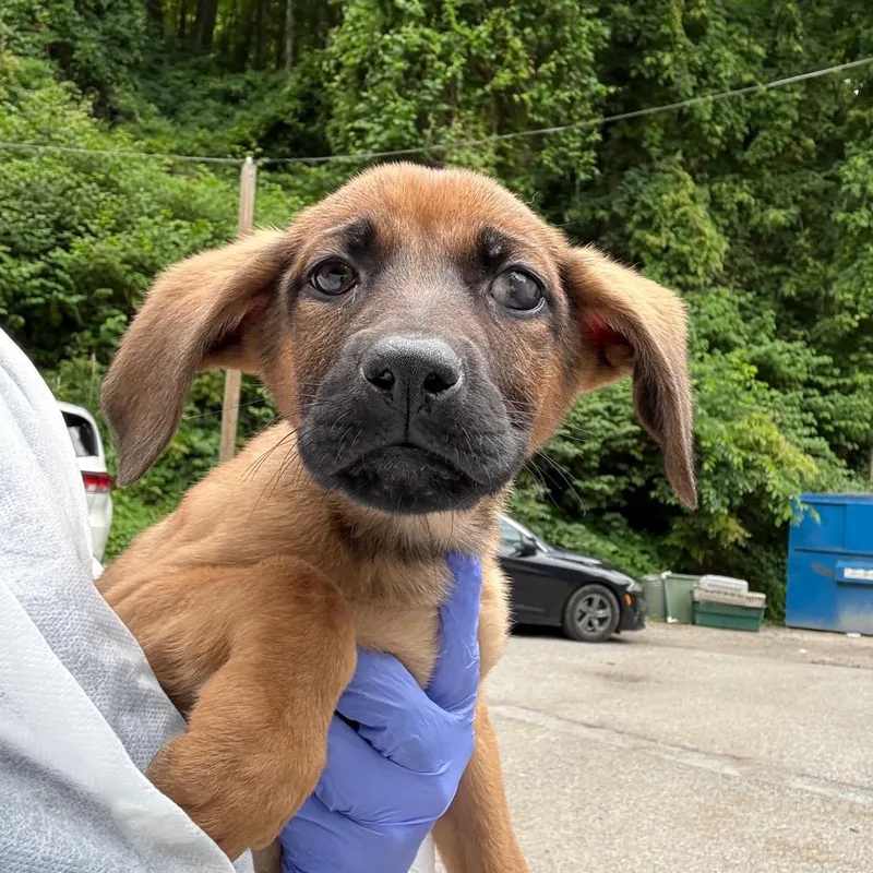 A baby small-sized female Yellow / Tan / Blond / Fawn Mixed Breed dog named Daniela for adoption in Charleston, WV