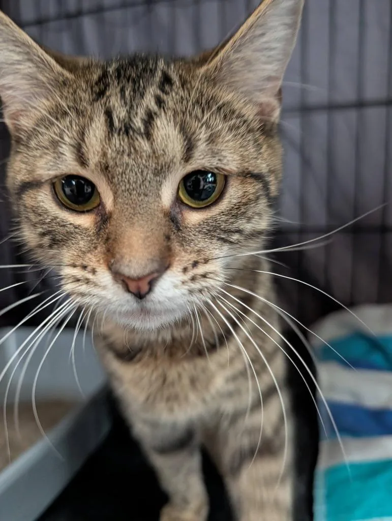 A baby small-sized female Domestic Short Hair cat named Maeve for adoption in Kettering, OH