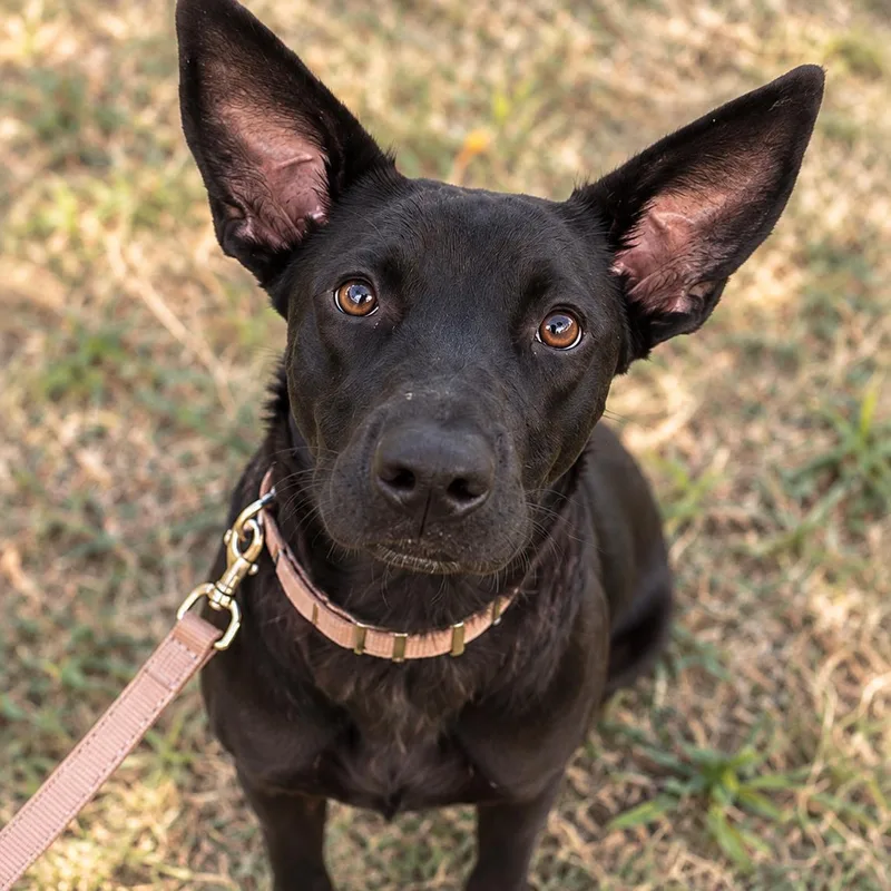 A young medium-sized female Shepherd dog named Faith Hill for adoption in Houston, TX