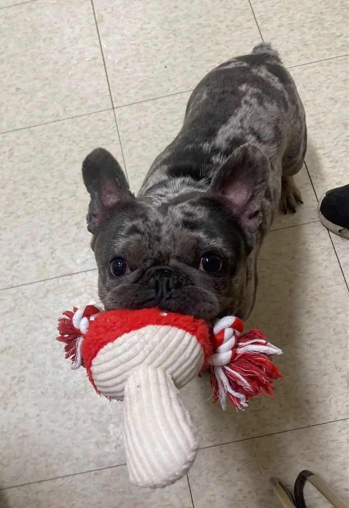 An adult small-sized male French Bulldog dog named Giuseppe for adoption in Fall River, MA