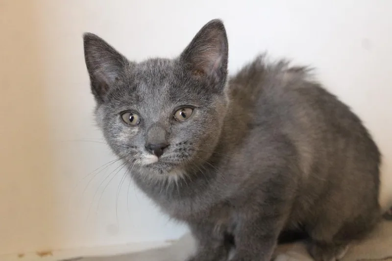 A baby medium-sized female Dilute Tortoiseshell Domestic Short Hair cat named Gee Whiz for adoption in Chestertown, MD