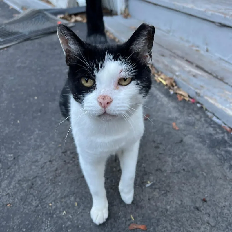 An adult small-sized male Black Domestic Short Hair cat named Kiki Arc for adoption in Akron, NY