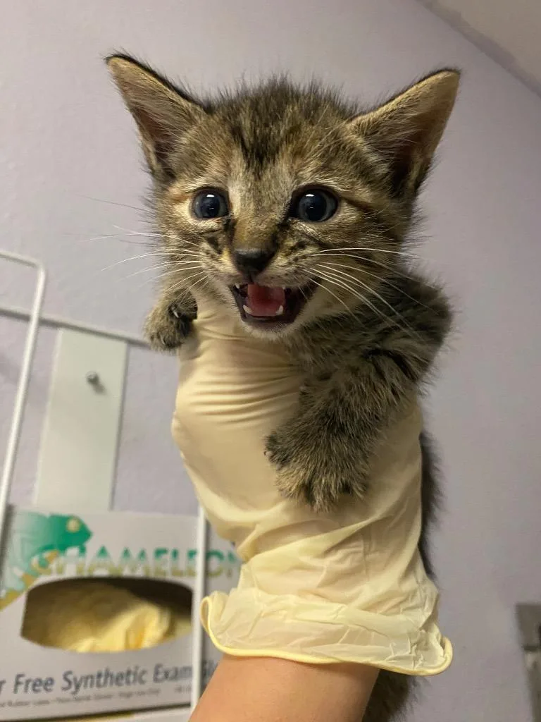 A baby small-sized female Domestic Short Hair cat named Mo for adoption in New Braunfels, TX