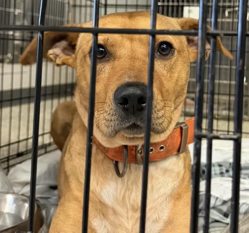A young medium-sized male Mountain Cur dog named Oz for adoption in Parma, OH