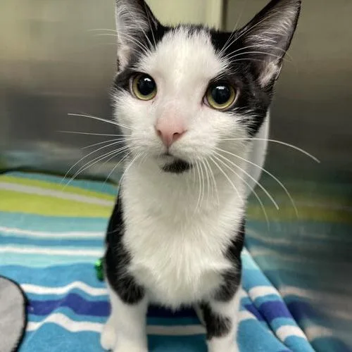 A young small-sized male Black Domestic Short Hair cat named Frank for adoption in Georgetown, KY