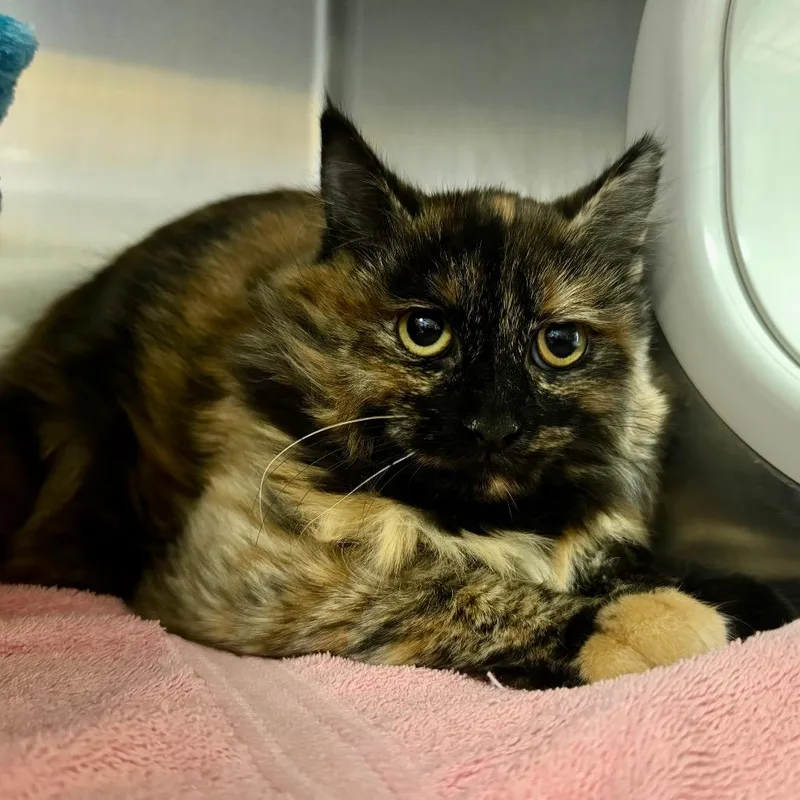 A baby medium-sized female Tortoiseshell Domestic Medium Hair cat named Little Momma for adoption in York, PA