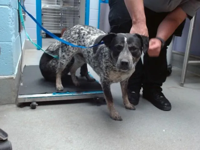 An adult large-sized male Australian Cattle Dog / Blue Heeler dog named Bruno for adoption in Albuquerque, NM