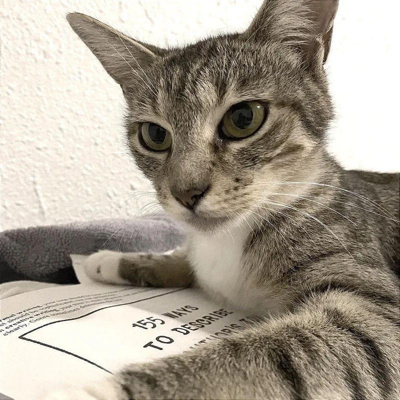 A young medium-sized female Domestic Short Hair cat named Momi for adoption in Volcano, HI