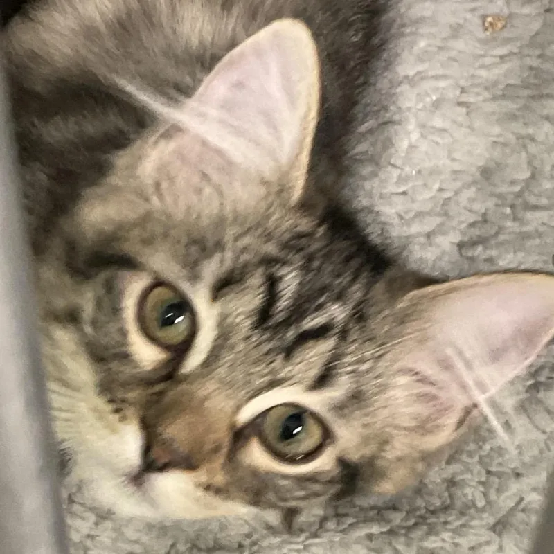 A baby small-sized female Brown / Chocolate Domestic Short Hair cat named Peeps for adoption in Colorado Springs, CO
