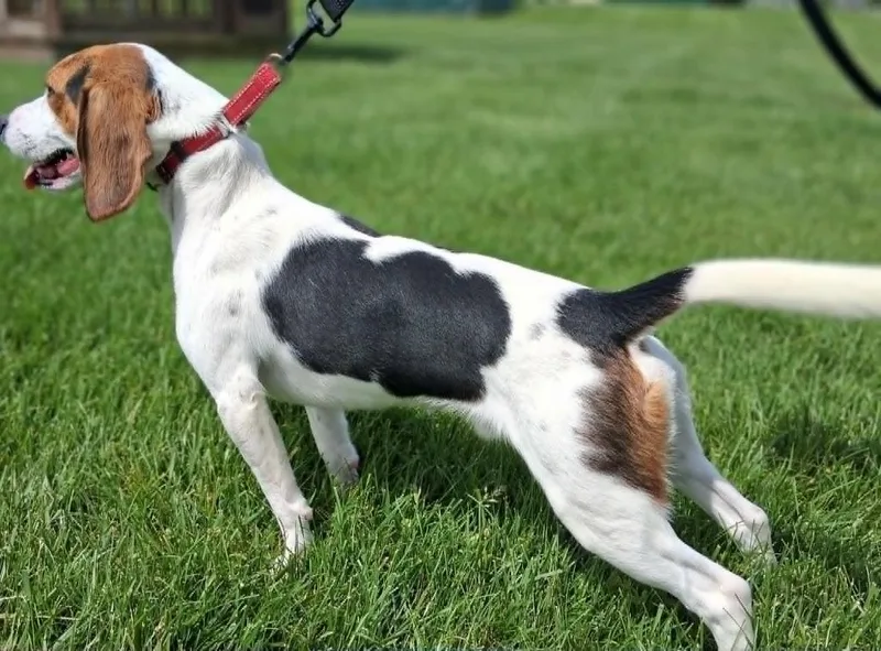 A young small-sized male Beagle dog named Clayton for adoption in Fremont, OH