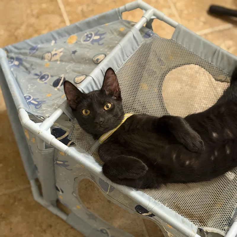 A baby medium-sized male Black Domestic Short Hair cat named Starlight for adoption in Liverpool, TX