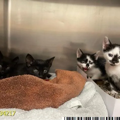 A baby small-sized male Black Domestic Short Hair cat named Meeny for adoption in West Palm Beach, FL