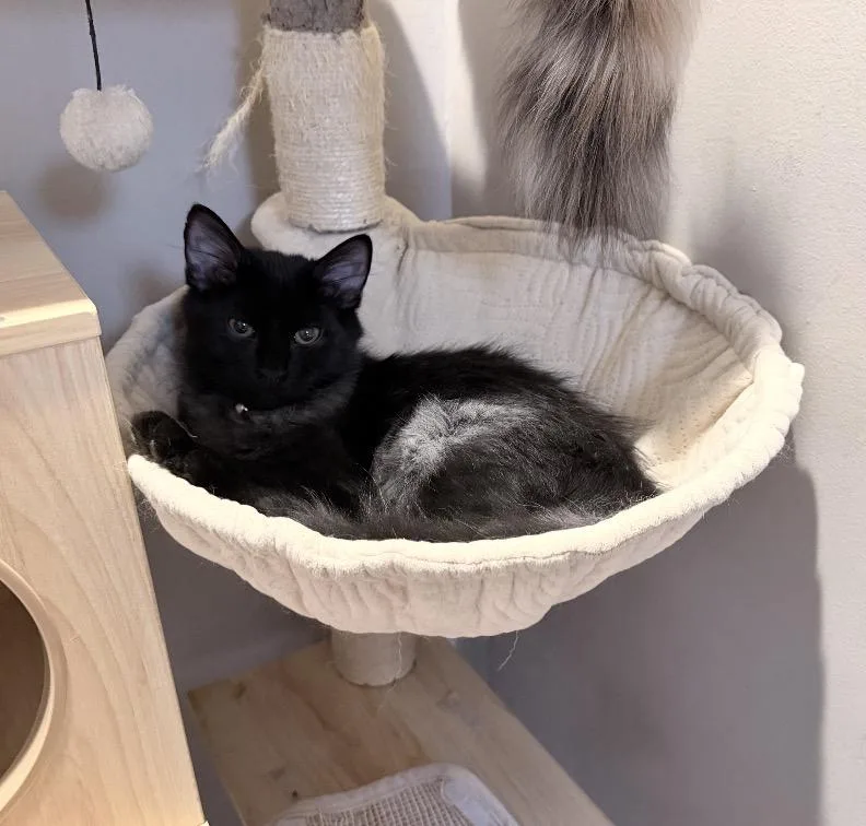 A baby small-sized male Domestic Long Hair cat named Jinu for adoption in Philadelphia, PA