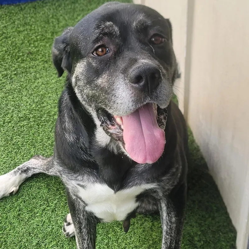 An adult large-sized female Brown / Chocolate Mastiff dog named Zena for adoption in Loxahatchee, FL