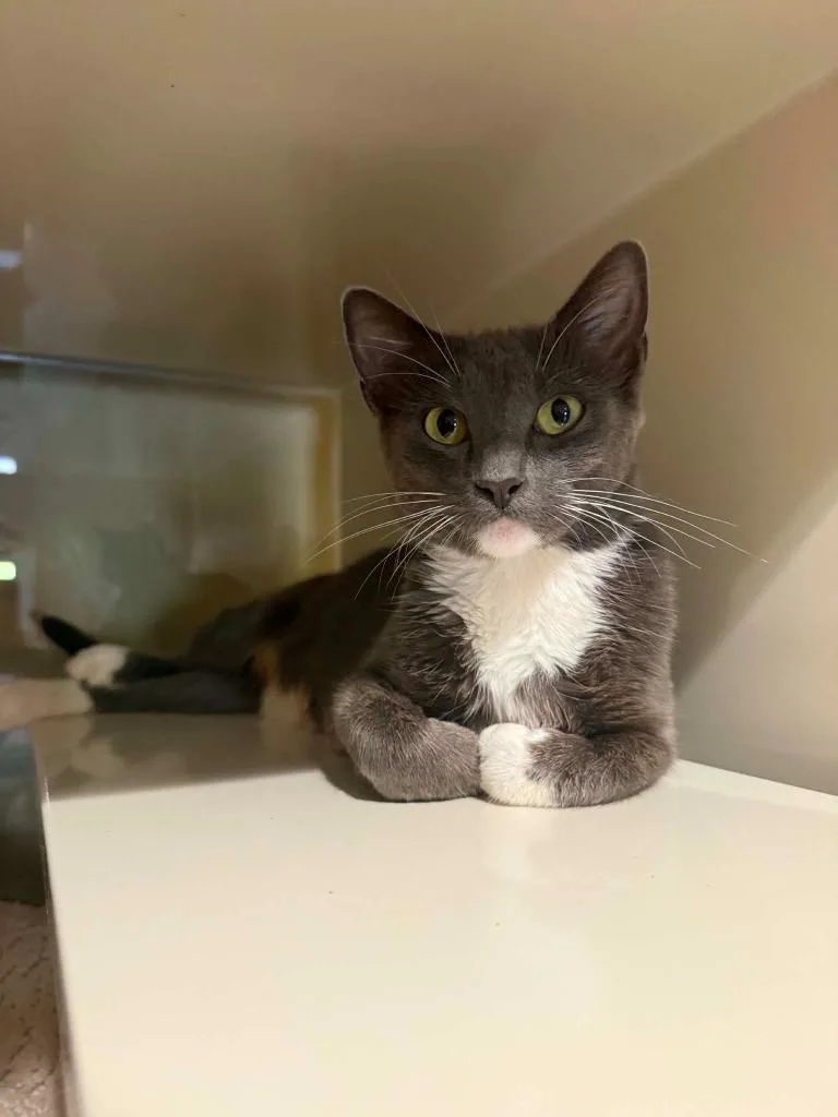 A young medium-sized female Domestic Short Hair cat named W Mika for adoption in Ashland, WI