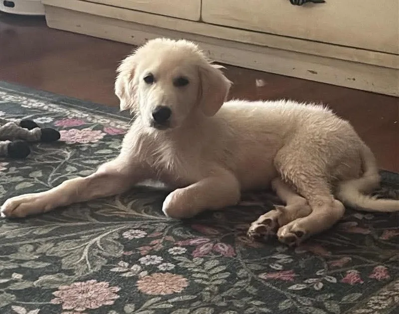 A baby large-sized male White / Cream Great Pyrenees dog named Whiskey for adoption in Kiowa, OK