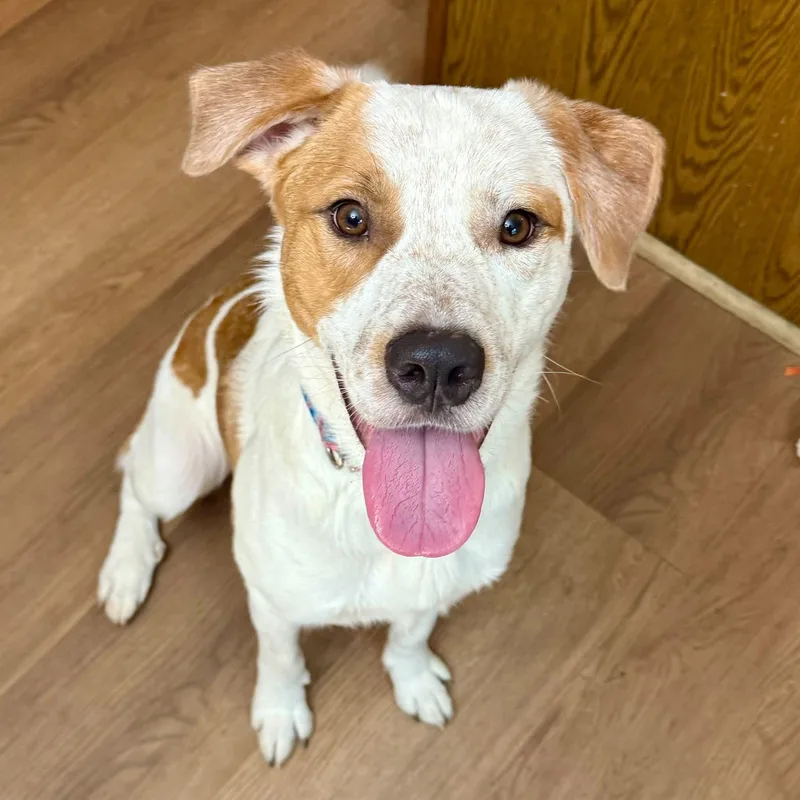 A baby large-sized male Great Pyrenees dog named Murphy for adoption in East Peoria, IL