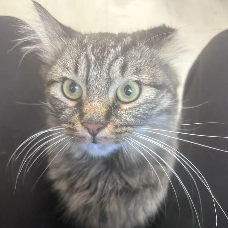 A young medium-sized male Domestic Long Hair cat named Fluff  Butler Campus for adoption in Flagstaff, AZ