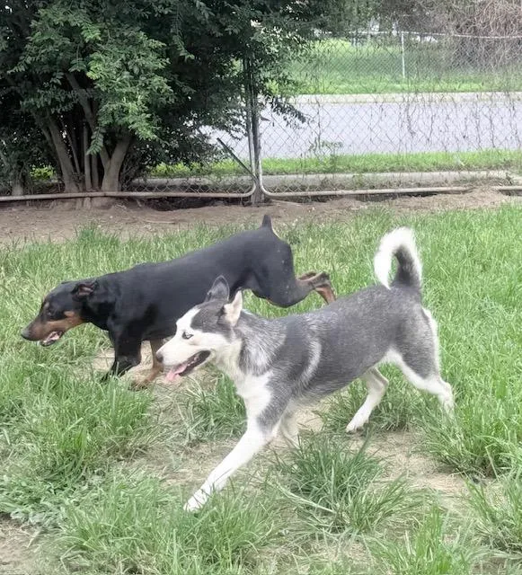 An adult medium-sized female Gray / Blue / Silver Husky dog named Myah for adoption in Fredericksburg, VA