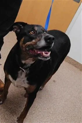 A young extra large-sized male Rottweiler dog named Duke for adoption in Albuquerque, NM
