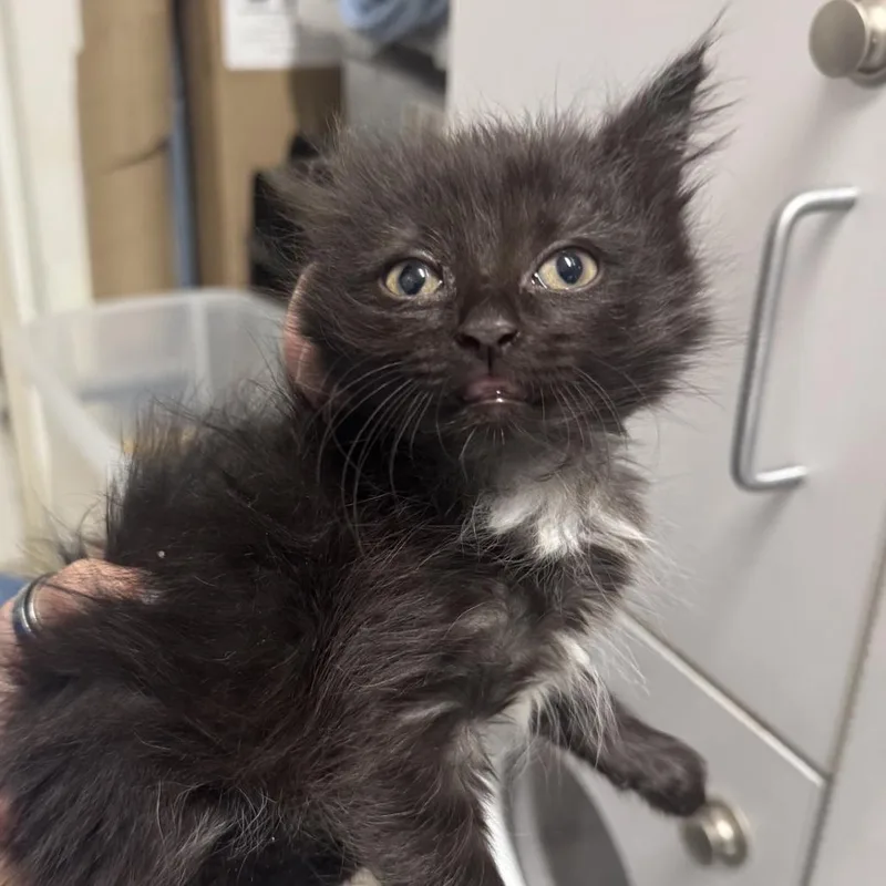 A baby small-sized male Black Domestic Short Hair cat named Shrub for adoption in Columbus, NC