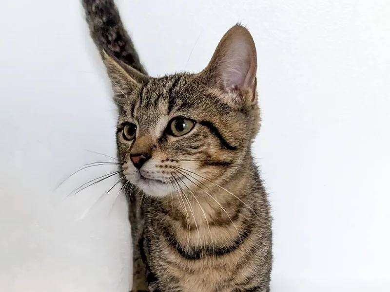 A baby small-sized female Domestic Short Hair cat named Glitzy for adoption in Powell, OH