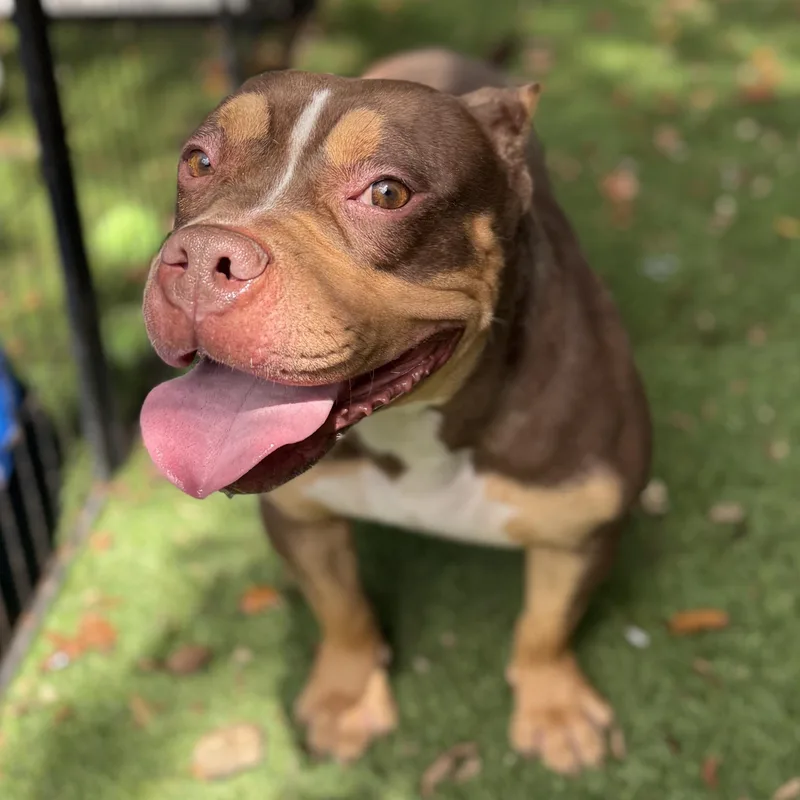 An adult medium-sized female American Bully dog named Delilah for adoption in Proctorville, OH