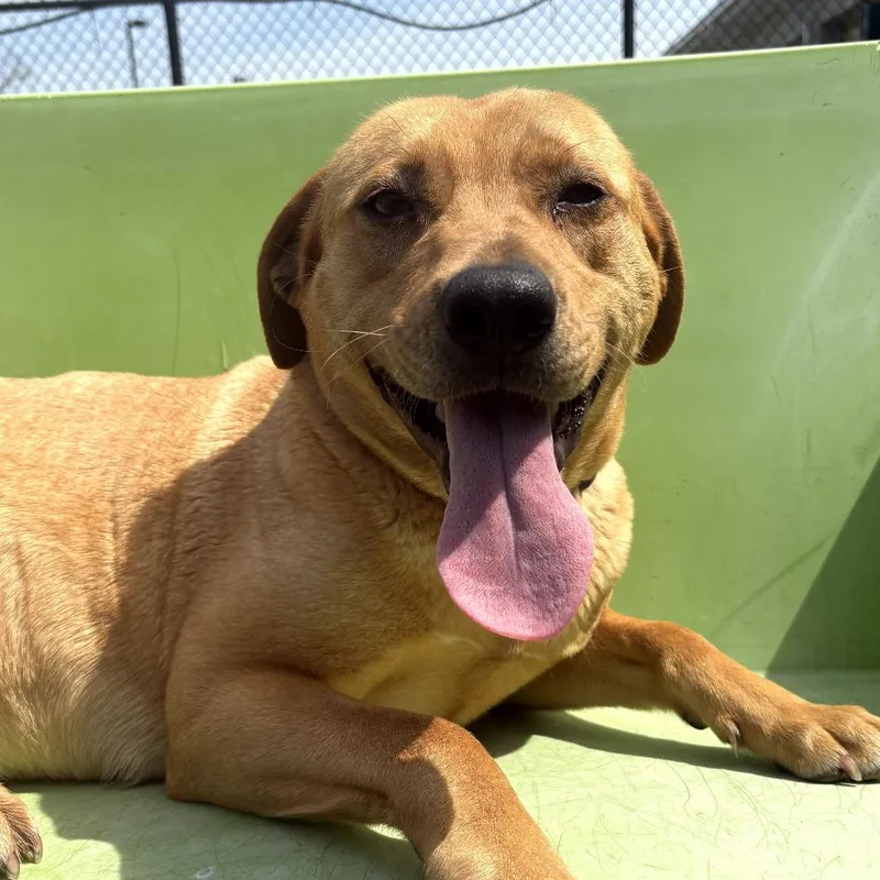 An adult medium-sized female Yellow / Tan / Blond / Fawn Pit Bull Terrier dog named Persimmon for adoption in Chatham, VA