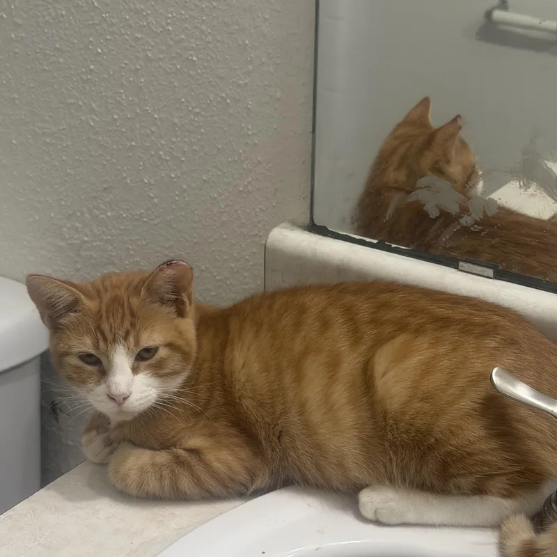 A young medium-sized male Tabby (Orange / Red) Tabby cat named Lopez for adoption in Porter, TX