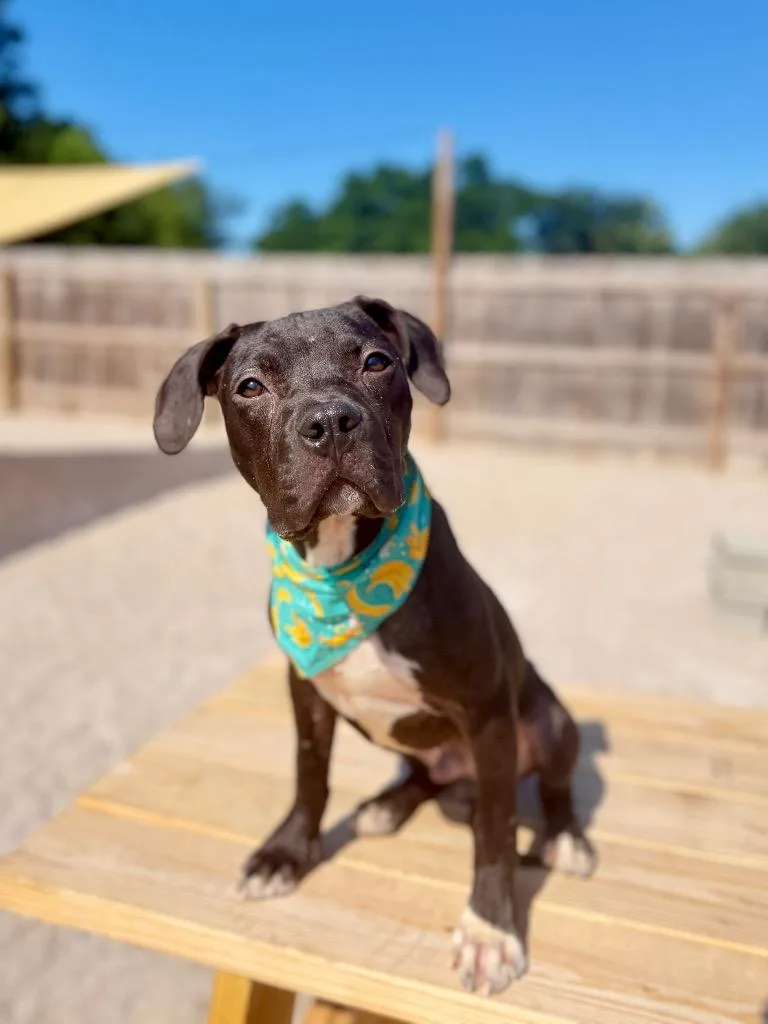 A baby medium-sized male Cane Corso dog named C Snape for adoption in Muskegon, MI