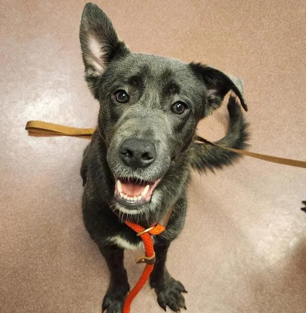 An adult medium-sized female Shepherd dog named Zoey for adoption in Oakland, CA
