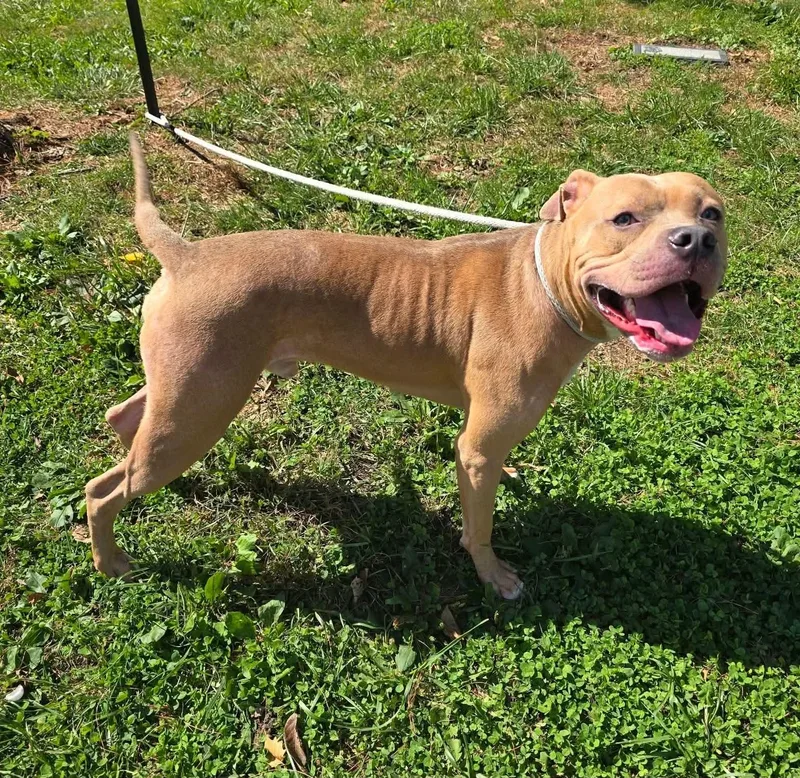 An adult medium-sized male Yellow / Tan / Blond / Fawn Pit Bull Terrier dog named Ethan for adoption in Springfield, IL