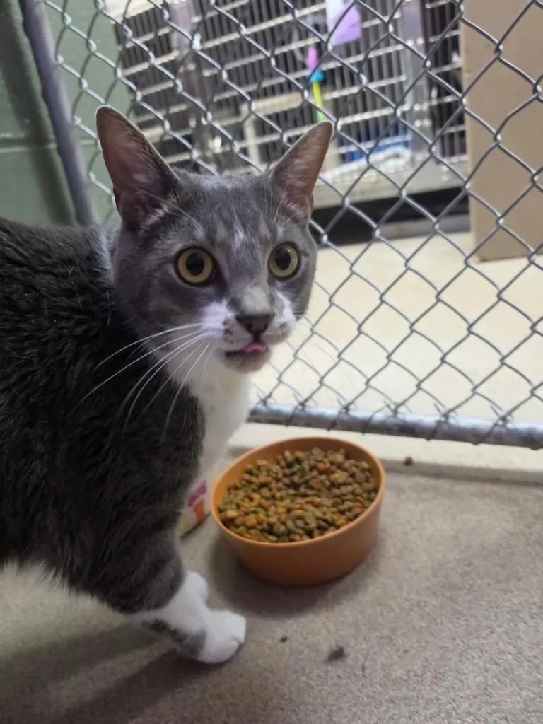 An adult large-sized male Domestic Short Hair cat named Thumper for adoption in New Manchester, WV