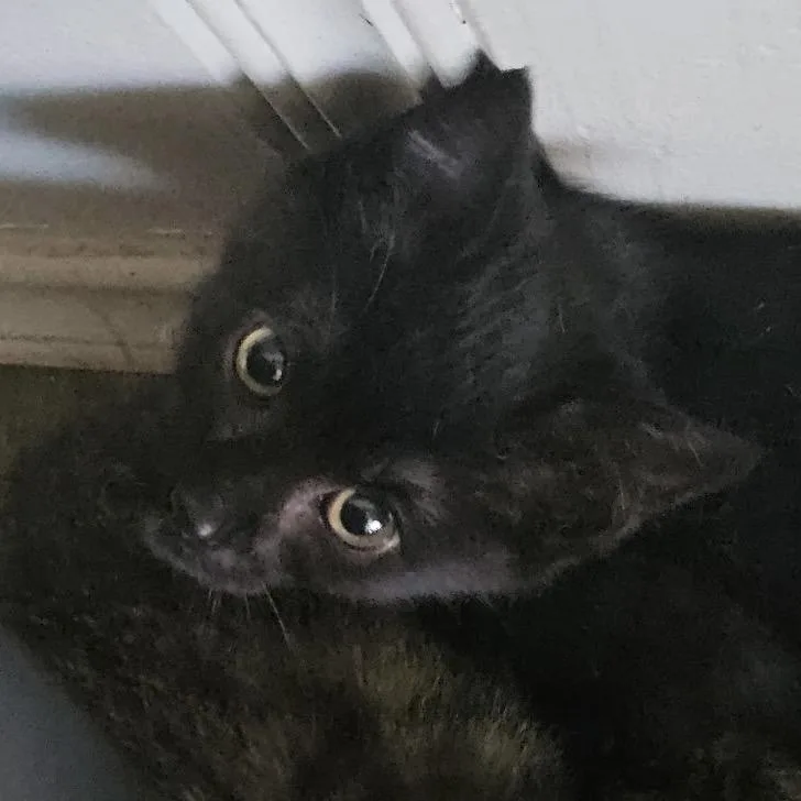 A baby small-sized female Black Domestic Short Hair cat named Callista for adoption in Yucaipa, CA