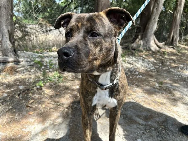 A young large-sized male Pit Bull Terrier dog named Rubert for adoption in Ocala, FL