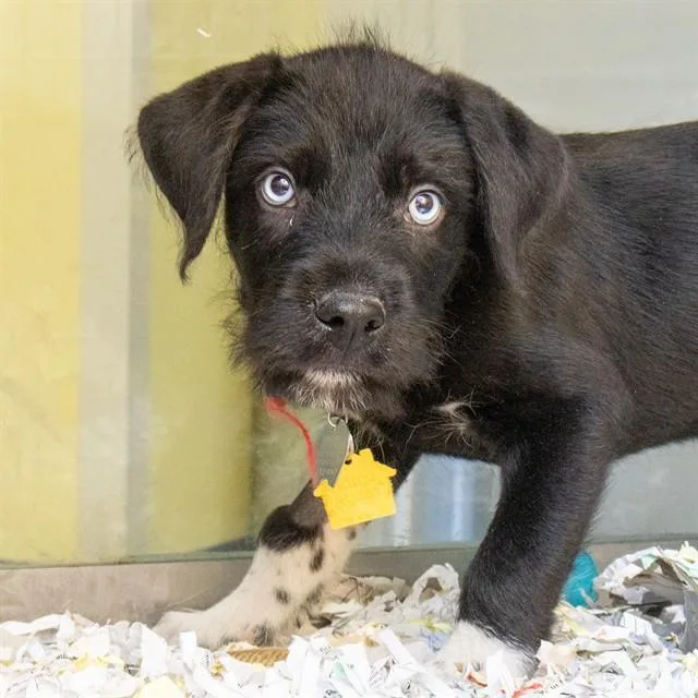 A baby small-sized male Labrador Retriever dog named Hulk for adoption in St. Louis, MO