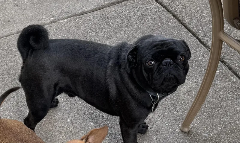 An adult small-sized male Black Pug dog named Charlie for adoption in Tracy, CA