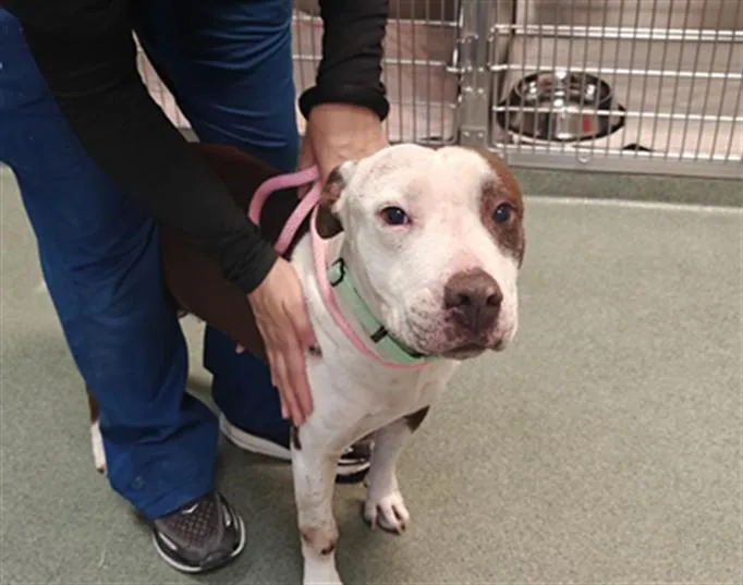 An adult large-sized female Mixed Breed dog named A for adoption in Santa Fe, NM