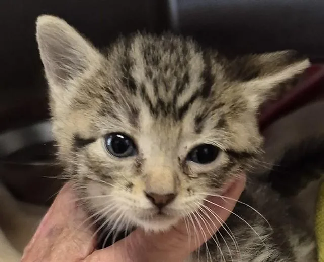 A baby small-sized female Domestic Short Hair cat named Bermuda for adoption in Lodi, CA