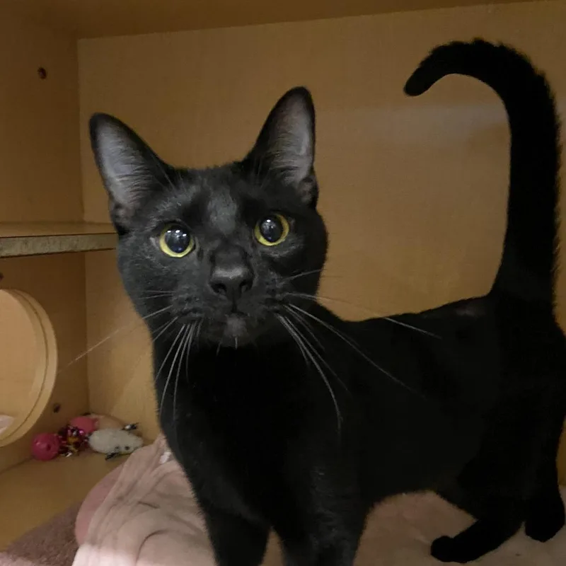 An adult large-sized male Black Domestic Short Hair cat named Sirius for adoption in Washington Township, OH