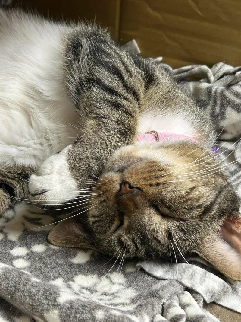 An adult medium-sized female Domestic Short Hair cat named Wink for adoption in Momence, IL